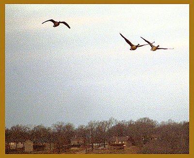 Geese over Beaver Lake in NW AR