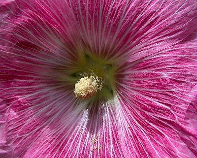 Rose Tremiere in bright sunlight!