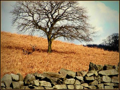 Bradgate Park