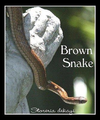 A Brown Snake striking a pose