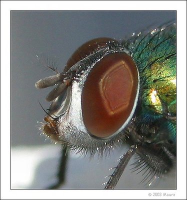 The eye of a fly