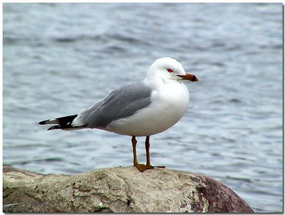 Gull