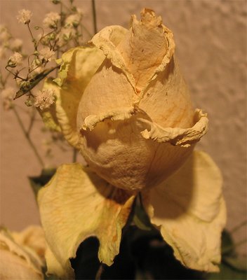 Rosa bianca - White rose.