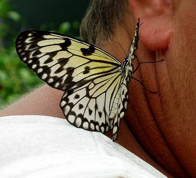 Butterfly Earring for my wife