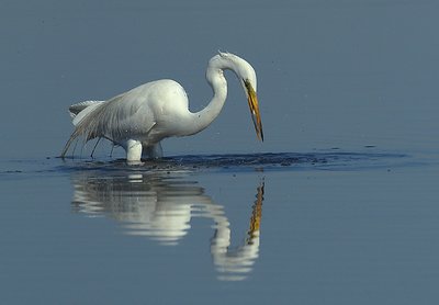 Great Egret fishing 2