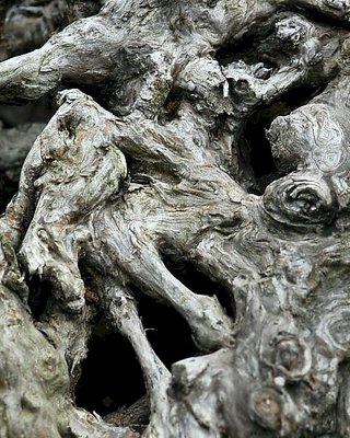 A figurative Rodin art by nature.