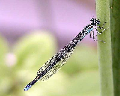 Damselfly