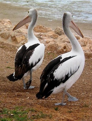 Pelican Crossing