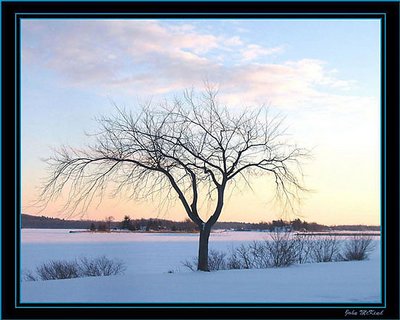 Winter Elm