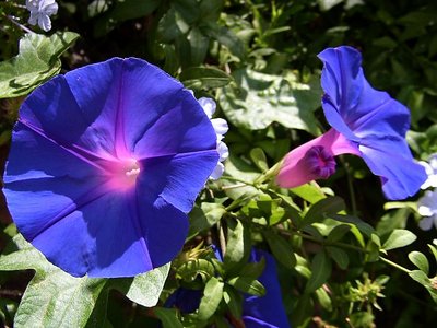 Blue beauty from Portugal