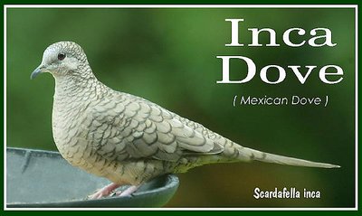 Inca (Mexican) Dove