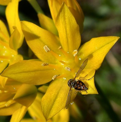 Macro photo of an insect.