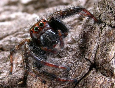 GREEN EYED SPIDER II