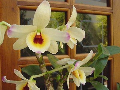 Orquídeas na janela