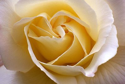 The yellow Rose of !!!!!