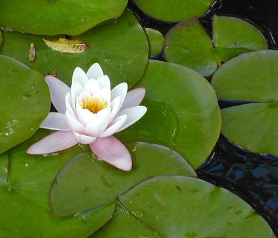 Wonderous Water Lily