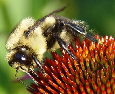 Zangao suca a bela flor