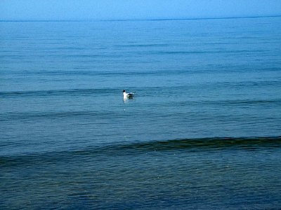 duck in blue