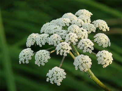 white weed