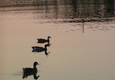 Sunset Ducks