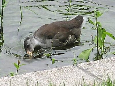 Thirsty 8-Week Old Morehen