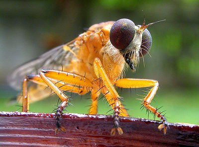 ROBBER FLY