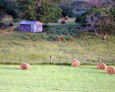 Hay at dawn