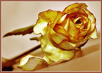 Yellow rose of grief