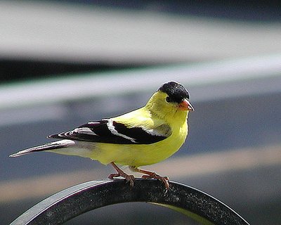 American Goldfinch