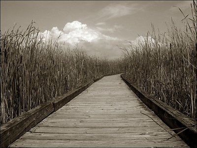 Marsh Boardwalk and Clouds