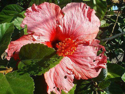 Flor Macro