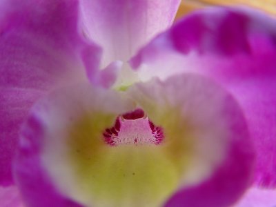 Detalhe de uma Orquídea