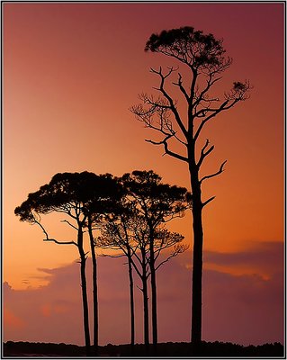 Pines In Silhouette