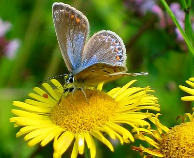 Little colourful Butterfly