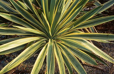 Yucca