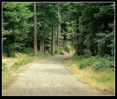 Redwood Camp