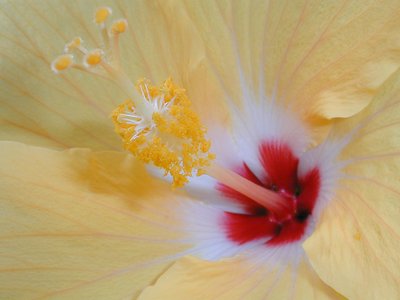 Hibiscus