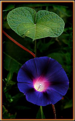 Bindweed