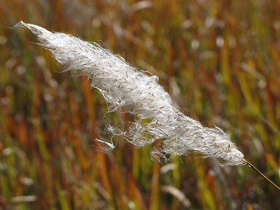 Grass of the Giraween