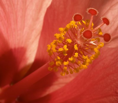 Hibiscus- Cairo