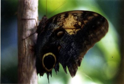 Eye Spy Butterfly