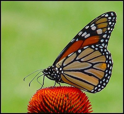 Garden Beauty