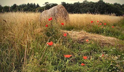 Poppys in the Hay