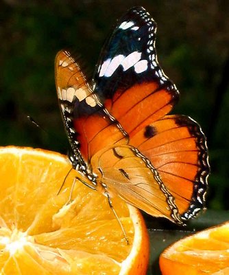 Butterfly on dinner