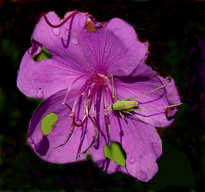 Purple Flower with green Bug