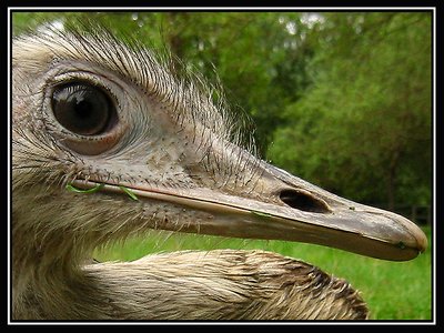 Ostrich Profile