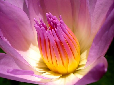 HEART OF THE LILY
