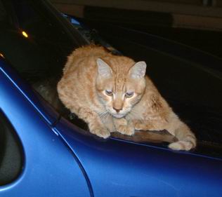 Cat an blue car