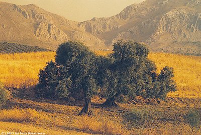 Olive Trees Yellow Field