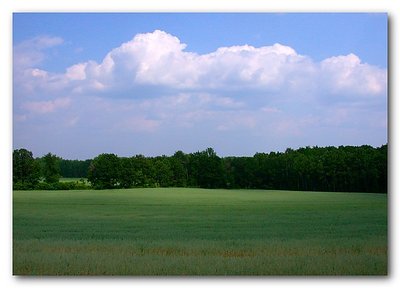 Wheat Field